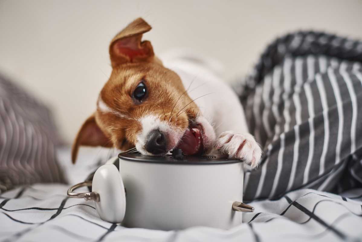 Common Household Hazards for Pets You Should Be Aware Of