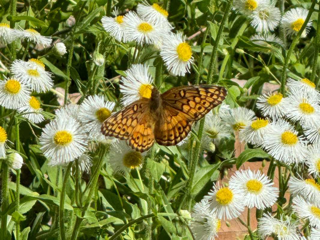 Why You Should Consider Planting a Wildflower Garden in Your Yard